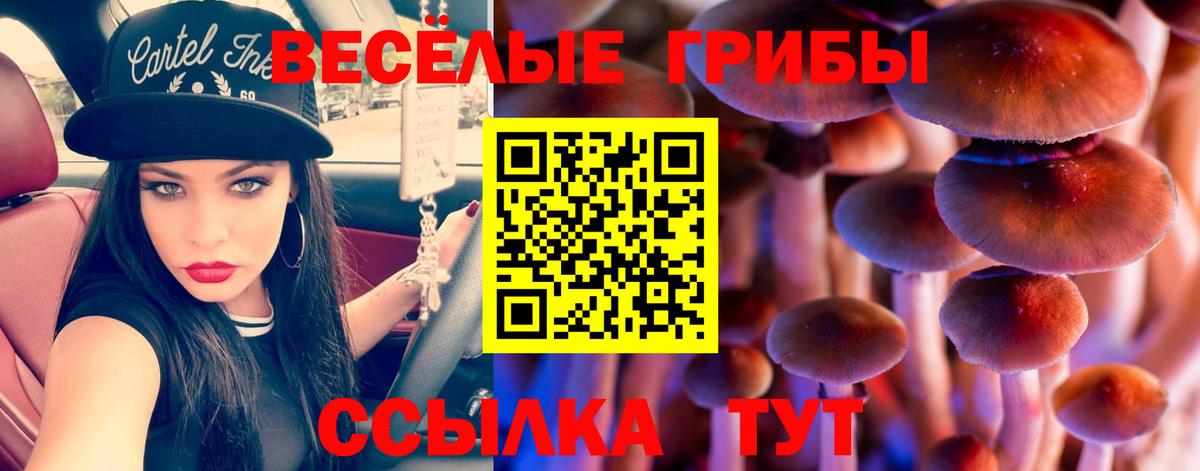 Кириши  Псилоцибиновые грибы прущие грибы  Вход с VPN 
